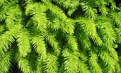 Naklejka na ściany i meble Evergreen Picea abies `Little Gem` background