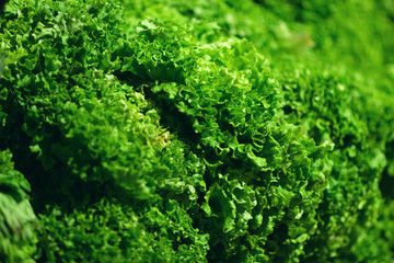 Fresh Green salad leaves background in market
