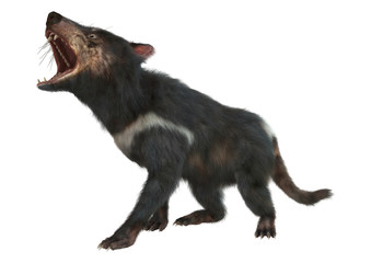 3D Rendering Tasmanian Devil on White