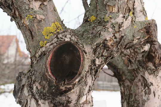 Apple tree cut branch - healed