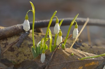 Snowdrops in morning