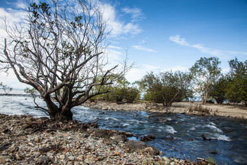 Dead Tree by Stream