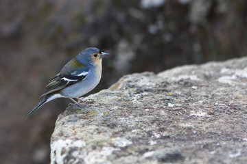 Madeiran Chaffinch (Fringilla coelebs maderiensis)