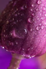 Burgeon of orchid with water drops on purple background. Macro. Close up.