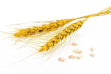 Ears of wheat and bowl of wheat grains