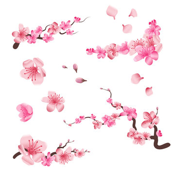 Spring sakura cherry blooming flowers, pink petals and branches vector set for your own design