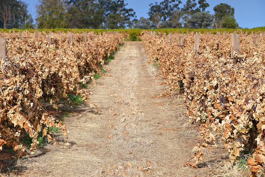 Dead sultana and grape vines in vineyard. Filmed Mildura, Victoria. 
