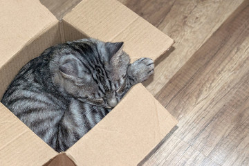 Grey tabby cat sleeps in a small box, the concept of a home for the animals.