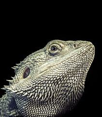 Bearded Dragon