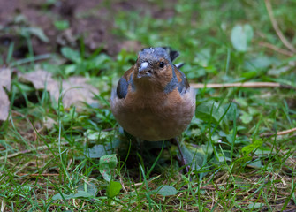 Chaffinch in tree