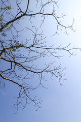 Deciduous tree on blue sky background