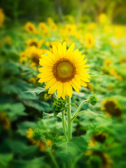 Sunflower