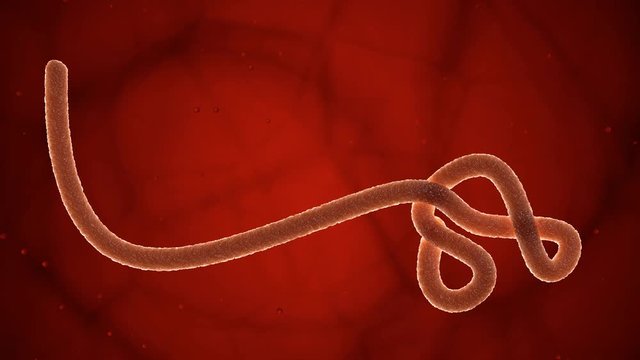 Ebola virus - 002 - 4K UHD