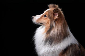 Beautiful Sheltie dog breed, portrait