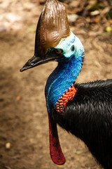 Cassowary Portrait