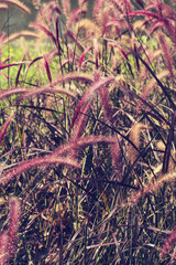 flowering grass purple