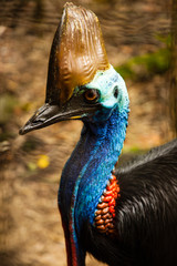 Cassowary Closeup