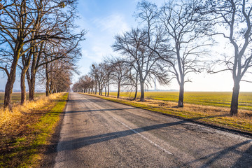 asphalt road through an alley