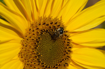Bee is sitting on sunflower and drinking nectar from it.