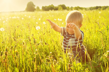 Baby boy sitting in grass on the fieald with dandelions