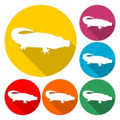 Crocodile - Illustration