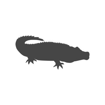 Crocodile - Illustration