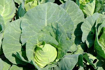 Pointed cabbage in the garden.Organic cabbage.