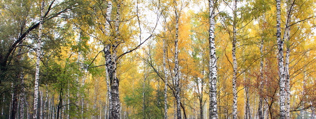 Birchwood in autumn, beautiful autumn forest panorama