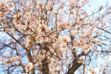Spring blossoms, flowers. nature background
