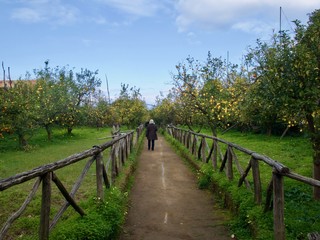 Person walking through a lemon orchard