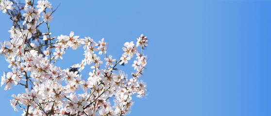 Spring blossoms, flowers. nature background