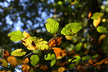 Autumn leaves in forest