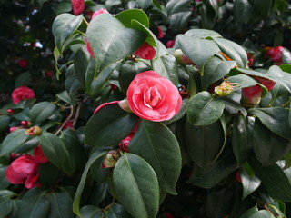 Single colorful pink camellia flower on a bush