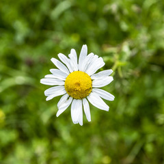 Obraz premium Single Common Daisy - Bellis Perennis close up