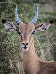 Impala