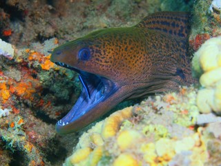 Moray eel