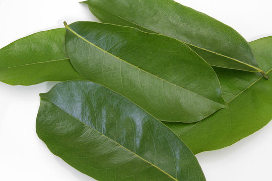 feuilles de corossol