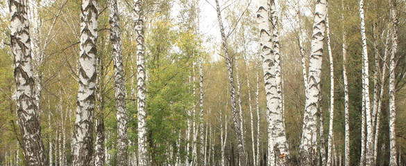 Beautiful landscape with white birches. Birch trees in bright sunshine. Birch grove in autumn. The trunks of birch trees with white bark. Birch trees trunks. Beautiful panorama.