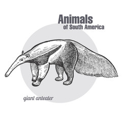 Giant anteater hand drawing. Animals of South America series. Vintage engraving style. Vector illustration art. Black and white. Object of nature naturalistic sketch.