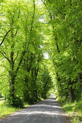 Avenue in forest