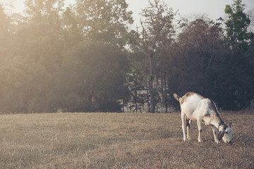 Obraz na płótnie Canvas Goat eat grass at farm in morning.