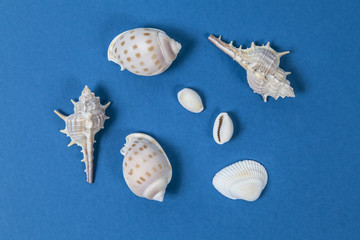 Shellfish on a blue background