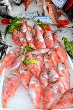 Fresh fish for sale on a market stall, Heraklion.