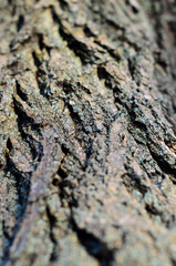 Background of the tree bark