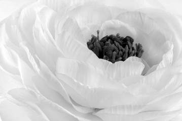 Plakaty  Rununculus Jaskier biały kwiat makro