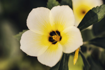 Fototapeta na wymiar yellow flower and fresh in garden