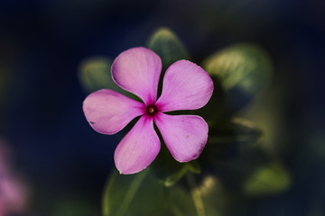 pink flower and fresh in garden 