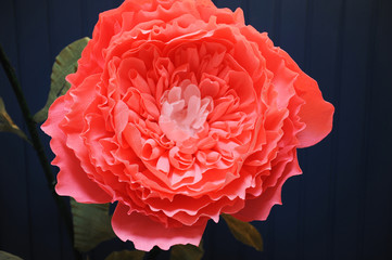 Huge growth gentle flower peony paper close up