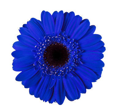 Gerbera blue flower isolated on white background