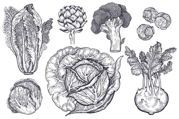 Various types of cabbage black and white graphics. - obrazy, fototapety, plakaty